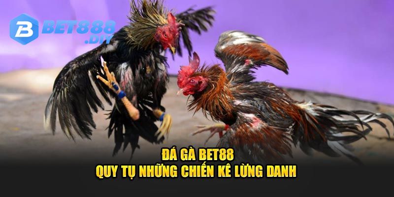 chia-se-cho-khach-hang-meo-giai-tri-cung-da-ga-bet88-thang-dam