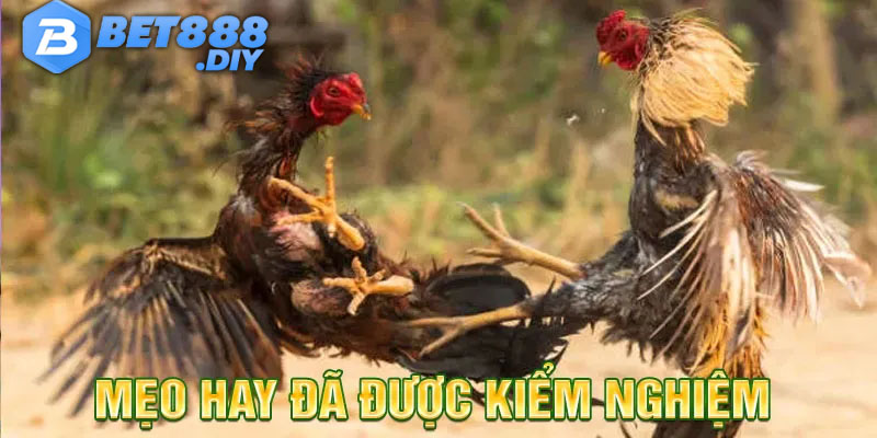 da-ga-88-meo