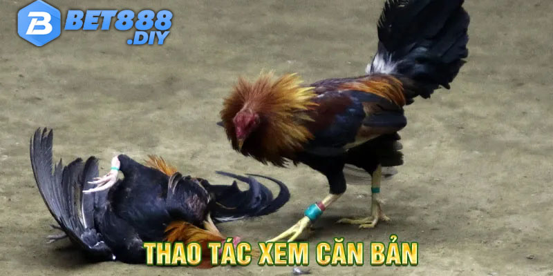 da-ga-truc-tiep-cach-xem
