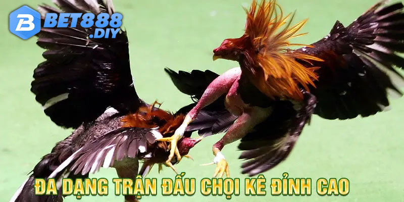 da-ga-truc-tiep-uu-diem